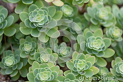 Pink Mongolian Stonecrop Hylotelephium ewersii, plants Stock Photo